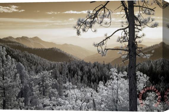 Collection 6 Sequoia View Stretched Canvas Print / Canvas Art