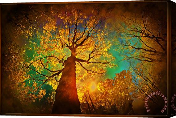 Collection 8 Night sky Stretched Canvas Print / Canvas Art