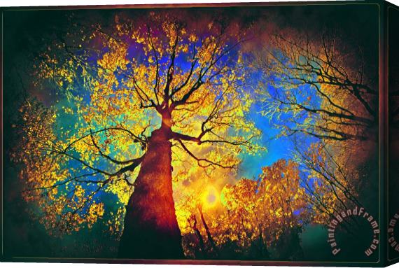 Collection 8 Night sky splendor Stretched Canvas Painting / Canvas Art