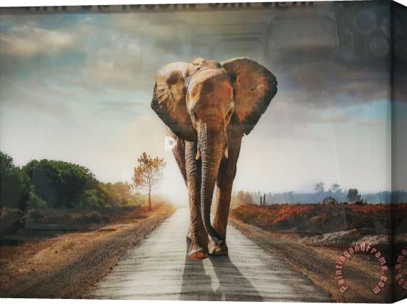 Collection Elephant 18 Stretched Canvas Painting / Canvas Art