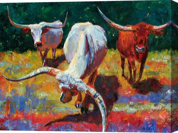 Debra Hurd Three Texas Longhorns Stretched Canvas Print / Canvas Art