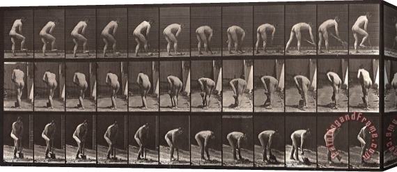 Eadweard J. Muybridge Animal Locomotion, Plate 388 Stretched Canvas Painting / Canvas Art