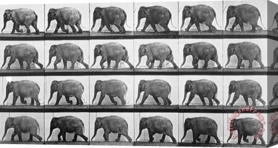 Eadweard Muybridge Elephant Walking Stretched Canvas Painting / Canvas Art