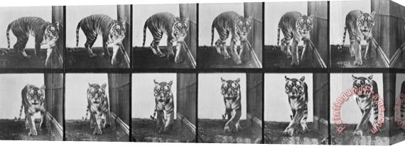 Eadweard Muybridge Tiger Pacing Stretched Canvas Painting / Canvas Art