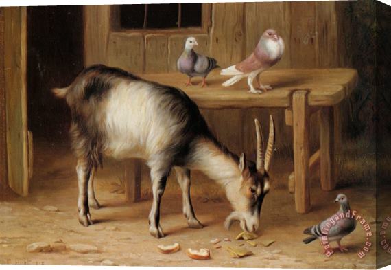 Edgar Hunt A Goat And Pigeons in a Farmyard Stretched Canvas Print / Canvas Art