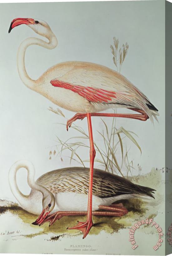 Edward Lear Flamingo Stretched Canvas Painting / Canvas Art
