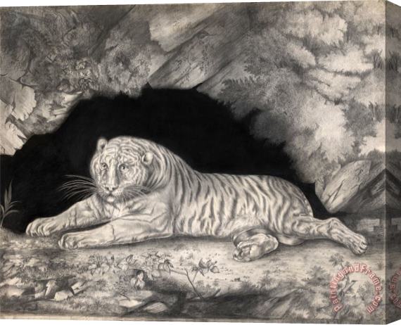 Elizabeth Pringle A Tiger Lying in The Entrance of a Cave Stretched Canvas Print / Canvas Art