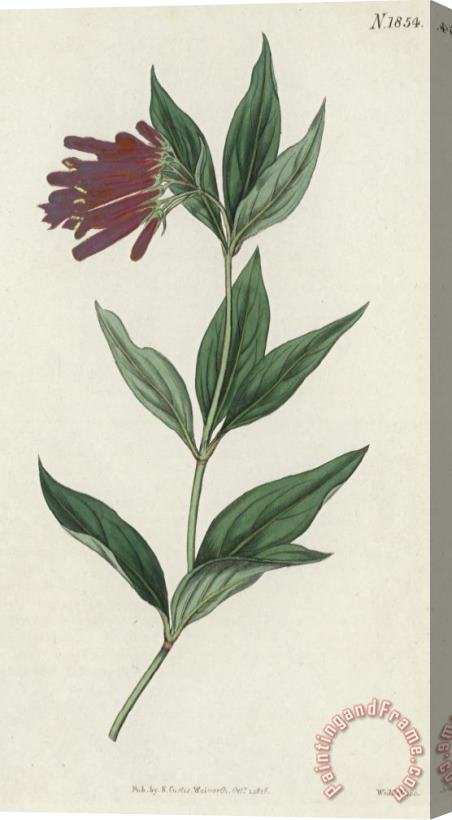 English School Botanical Engraving Stretched Canvas Print / Canvas Art