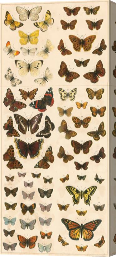 English School British Butterflies Stretched Canvas Print / Canvas Art