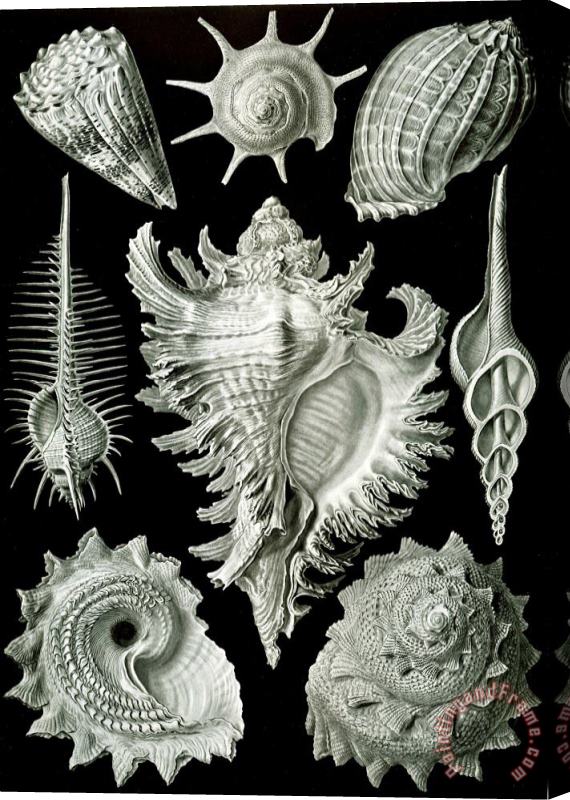 Ernst Haeckel Examples Of Prosranchia Stretched Canvas Painting / Canvas Art