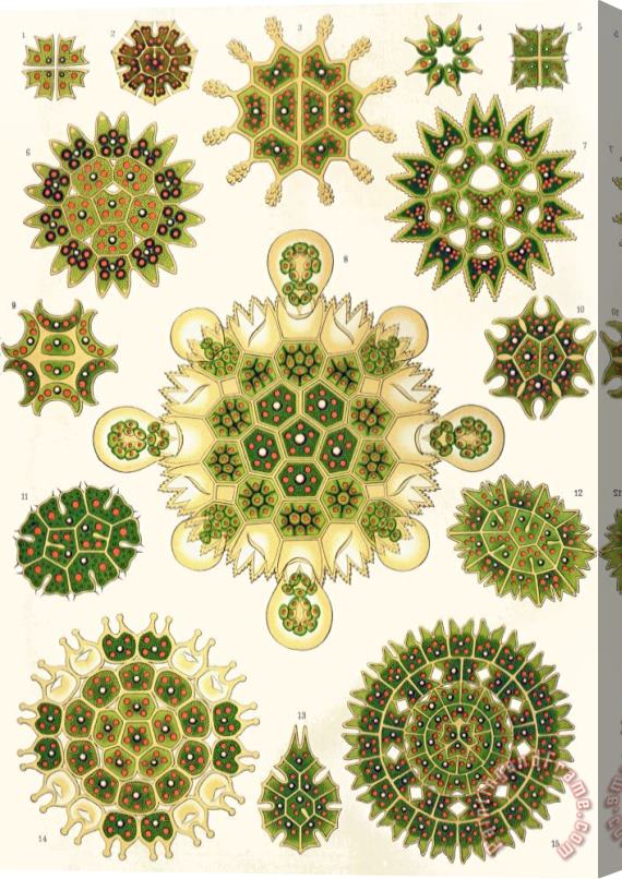 Ernst Haeckel Varities Of Pediastrum From Kunstformen Der Natur Stretched Canvas Print / Canvas Art
