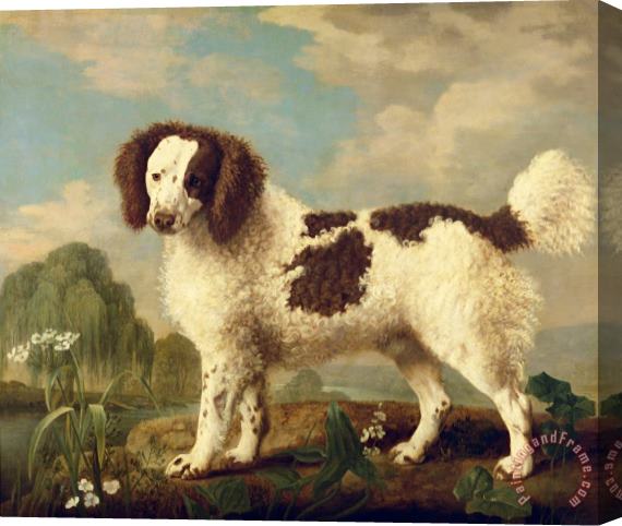 George Stubbs  Brown and White Norfolk or Water Spaniel Stretched Canvas Print / Canvas Art