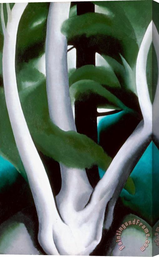 Georgia O'keeffe Birch And Pine Tree No. 1, 1925 Stretched Canvas Print / Canvas Art