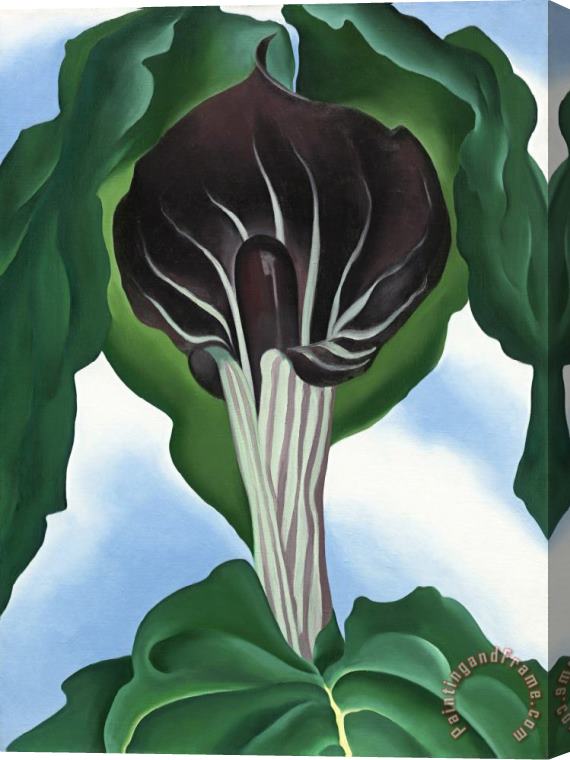 Georgia O'Keeffe Jack in The Pulpit No. 3 Stretched Canvas Painting / Canvas Art