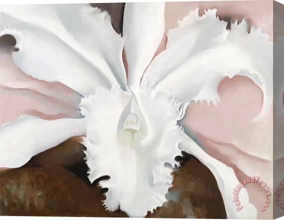 Georgia O'Keeffe Narcissa's Last Orchid Stretched Canvas Print / Canvas Art