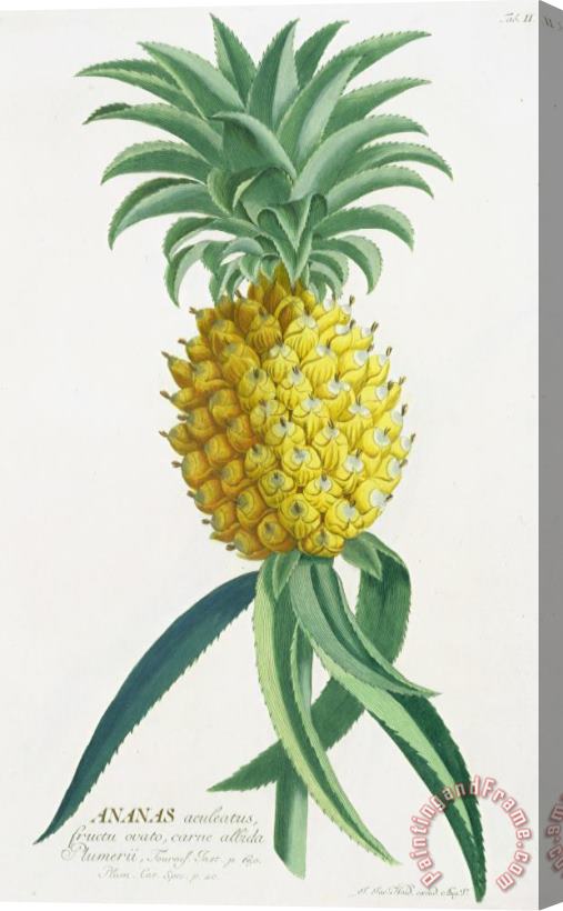 German School Pineapple Engraved By Johann Jakob Haid Stretched Canvas Print / Canvas Art