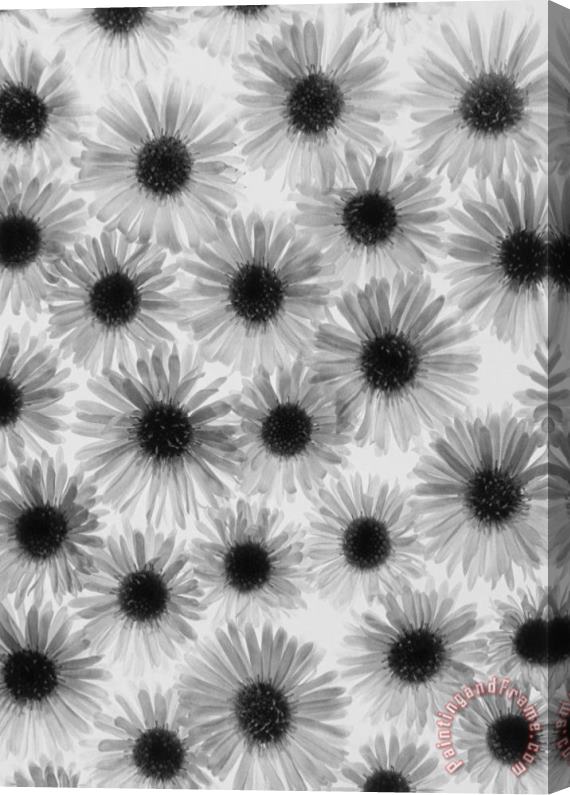 Graeme Harris Chrysanthemum Flowers Stretched Canvas Print / Canvas Art