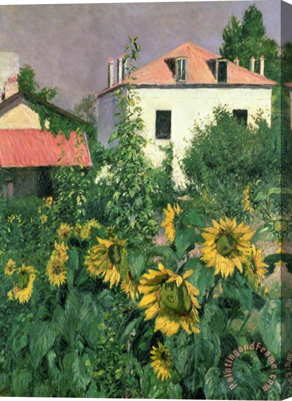 Gustave Caillebotte Sunflowers In The Garden At Petit Gennevilliers Stretched Canvas Painting / Canvas Art