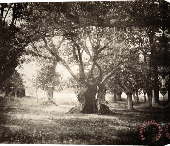 Gustave Le Gray Tree, Forest of Fontainebleau Stretched Canvas Print / Canvas Art