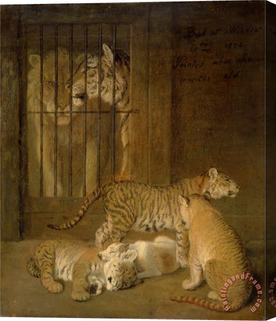 Jacques-Laurent Agasse Group of Whelps Bred Between a Lion And a Tigress Stretched Canvas Print / Canvas Art