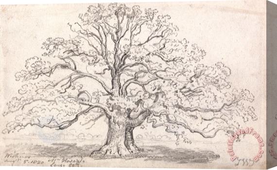 James Ward Mr. Howard's Large Oak, August 5, 1820 Stretched Canvas Print / Canvas Art