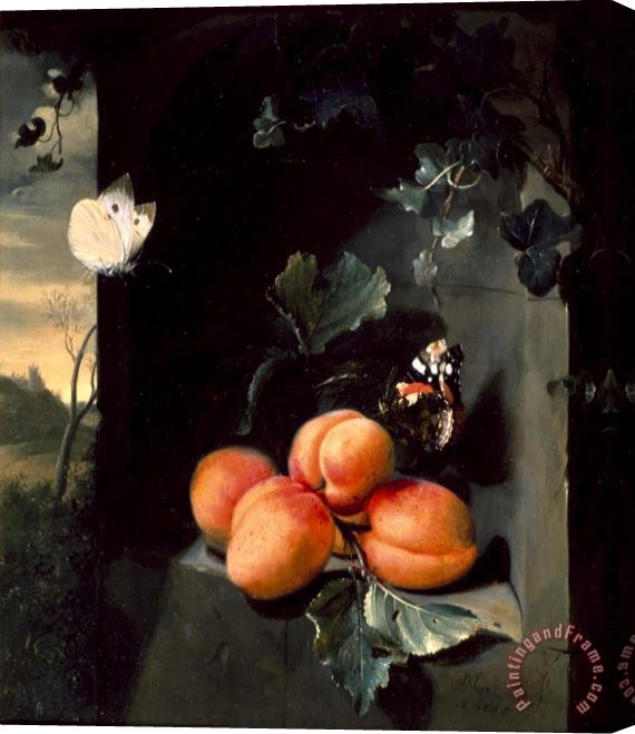 Jan Mortel Still Life with Apricotes And Butterflies Stretched Canvas Print / Canvas Art