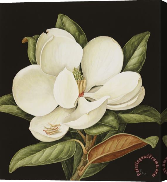 Jenny Barron Magnolia Grandiflora Stretched Canvas Print / Canvas Art