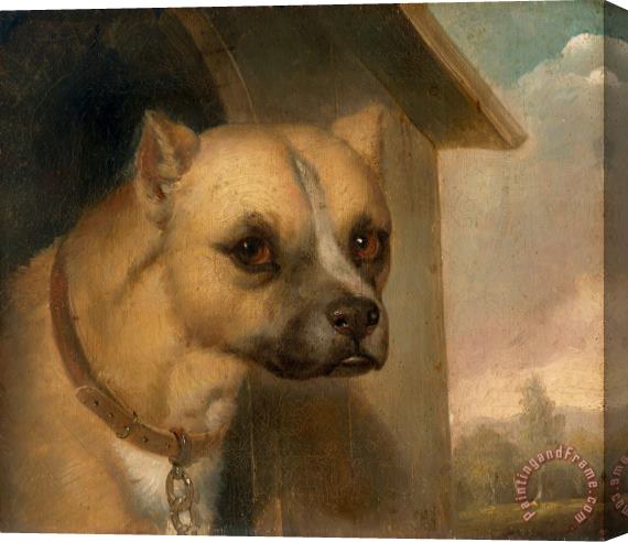 J.m. Crossland Staffordshire Bull Terrier Belonging to The Rev. John Gower Stretched Canvas Print / Canvas Art