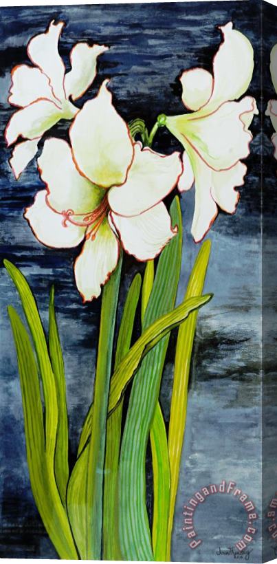 Joan Thewsey Amaryllis Against A Night Sky Stretched Canvas Print / Canvas Art