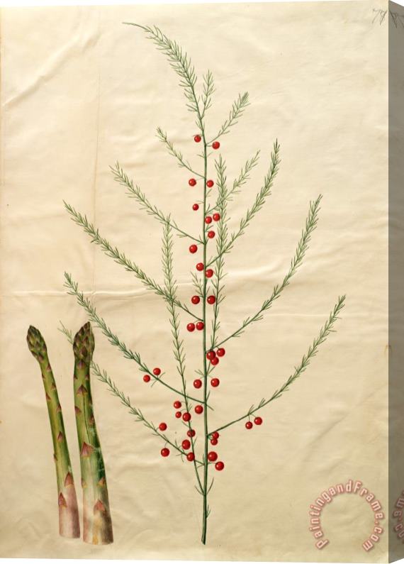 Johannes Simon Holtzbecher Asparagus Officinalis Stretched Canvas Print / Canvas Art