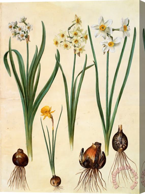Johannes Simon Holtzbecher Narcissus Tazetta; Narcissus Orientalis; Corbularia Bulbocodium Stretched Canvas Print / Canvas Art