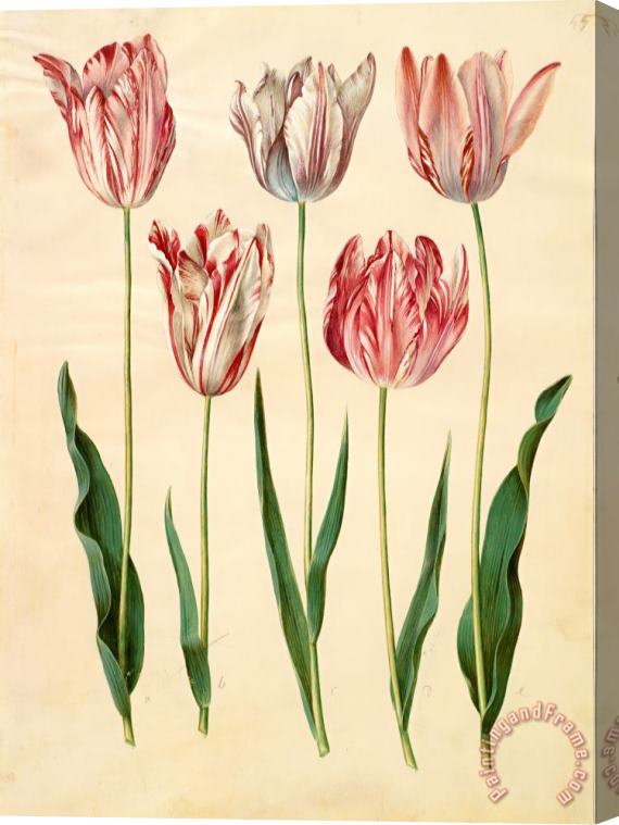 Johannes Simon Holtzbecher Tulipa Gesneriana Stretched Canvas Print / Canvas Art