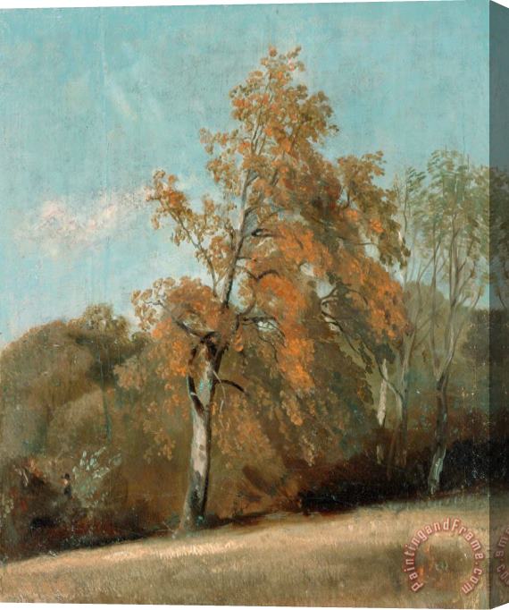John Constable Study of an Ash Tree Stretched Canvas Print / Canvas Art