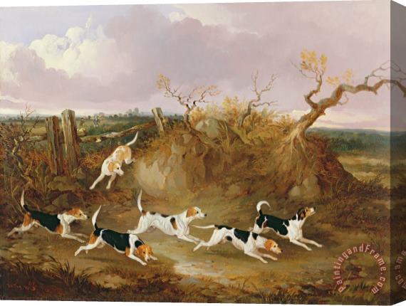 John Dalby Beagles in Full Cry Stretched Canvas Print / Canvas Art