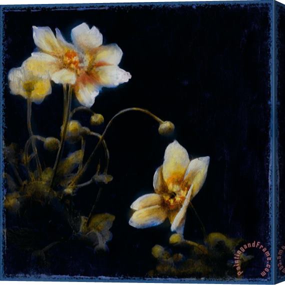 John Douglas Midsummer Night Bloom III Stretched Canvas Print / Canvas Art