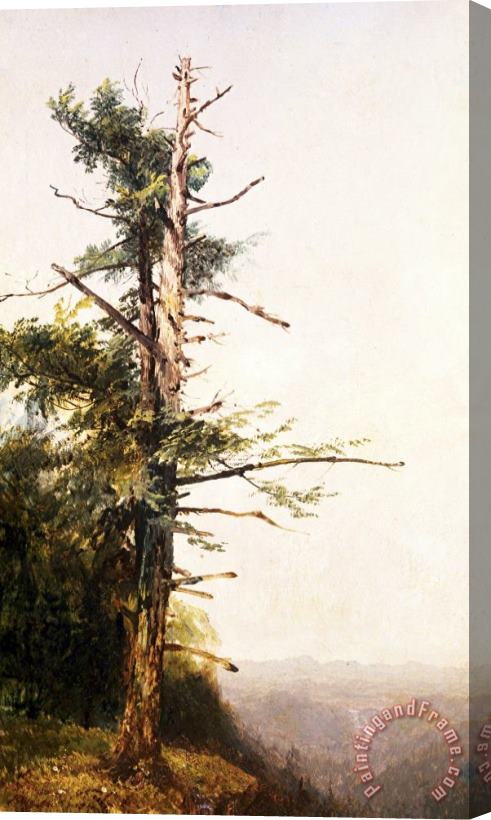 John Frederick Kensett Dying Tree on Mountaintop Stretched Canvas Print / Canvas Art