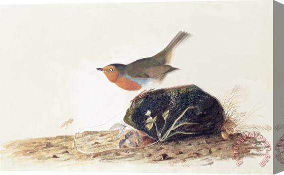 John James Audubon A Robin Perched on a Mossy Stone Stretched Canvas Print / Canvas Art