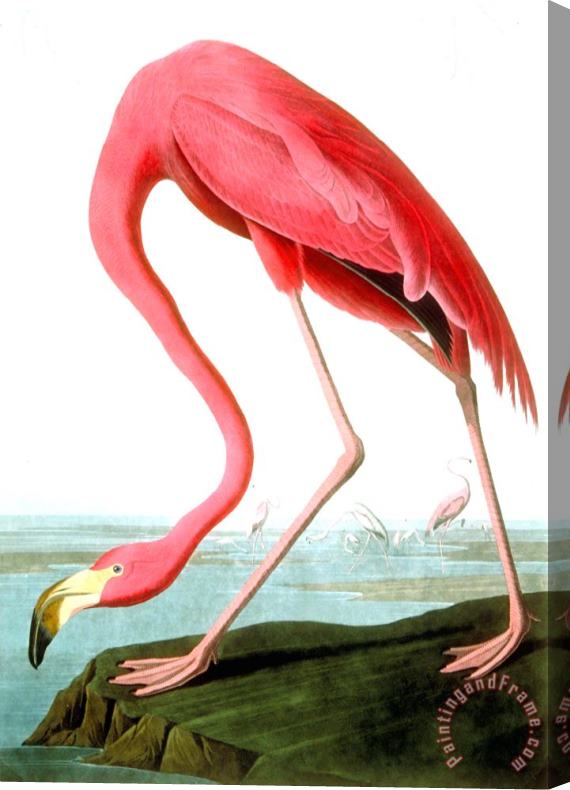 John James Audubon American Flamingo Stretched Canvas Print / Canvas Art