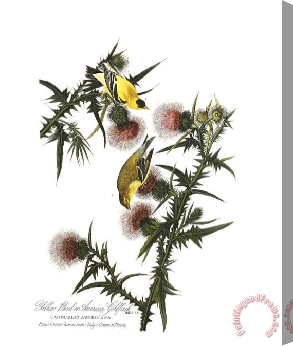 John James Audubon American Goldfinch Stretched Canvas Print / Canvas Art