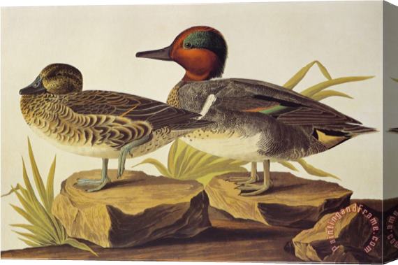 John James Audubon American Green Winged Teal Stretched Canvas Painting / Canvas Art