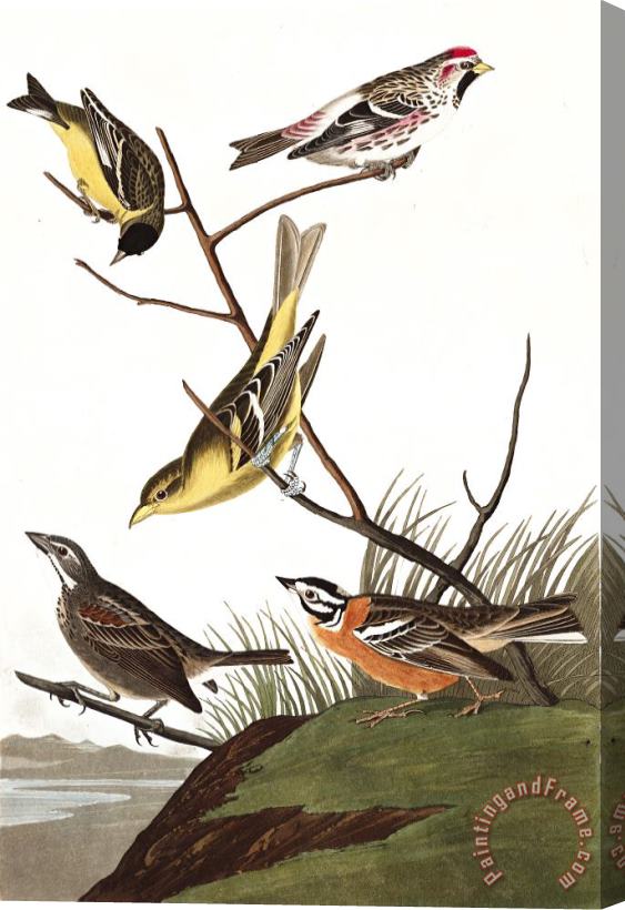 John James Audubon Arkansaw Siskin, Mealy Red Poll, Louisiana Tanager, Townsend's Finch, Buff Breasted Finch Stretched Canvas Print / Canvas Art