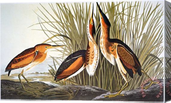 John James Audubon Audubon Bittern Stretched Canvas Print / Canvas Art