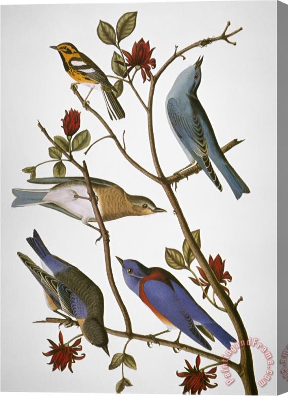 John James Audubon Audubon Bluebirds Stretched Canvas Print / Canvas Art