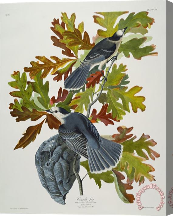 John James Audubon Audubon Canada Jay Stretched Canvas Print / Canvas Art
