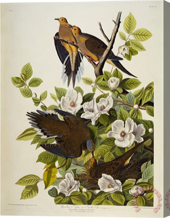John James Audubon Audubon Carolina Turtledove Mourning Dove Stretched Canvas Painting / Canvas Art
