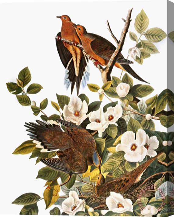 John James Audubon Audubon Dove Stretched Canvas Painting / Canvas Art