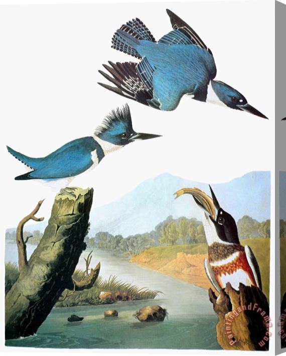 John James Audubon Audubon Kingfisher Stretched Canvas Print / Canvas Art