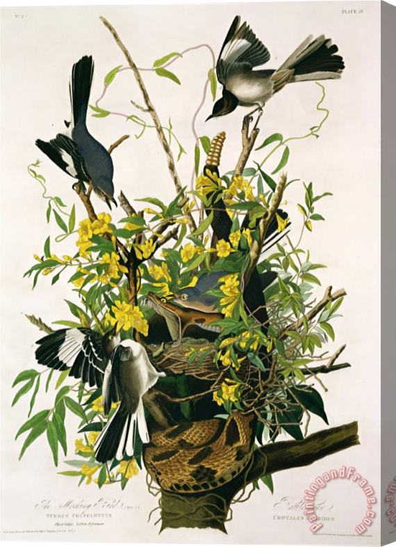 John James Audubon Audubon Mocking Birds And Rattlesnake From Birds of America Engraved by Robert Havell Stretched Canvas Print / Canvas Art