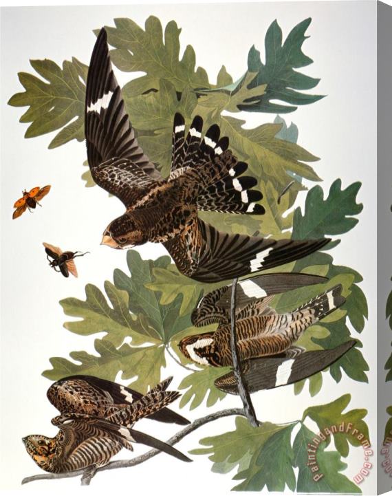 John James Audubon Audubon Nighthawk Stretched Canvas Painting / Canvas Art