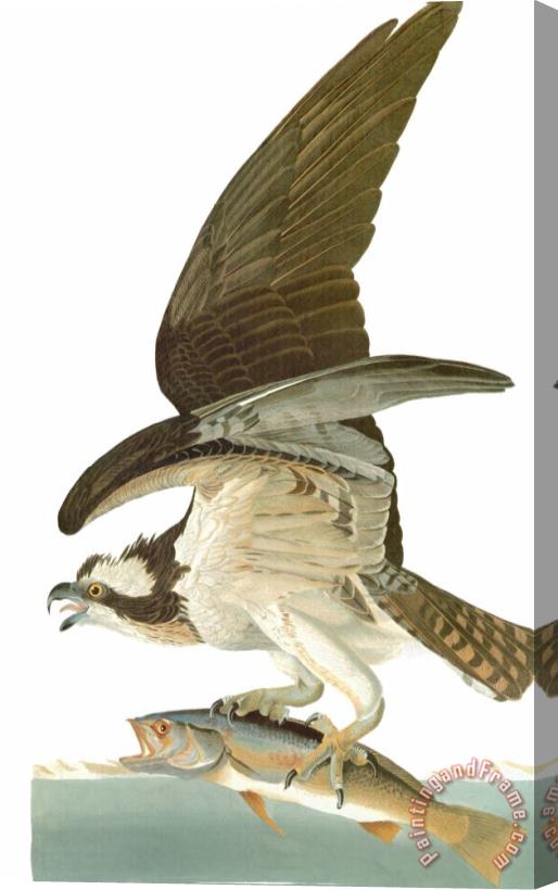 John James Audubon Audubon Osprey Stretched Canvas Print / Canvas Art